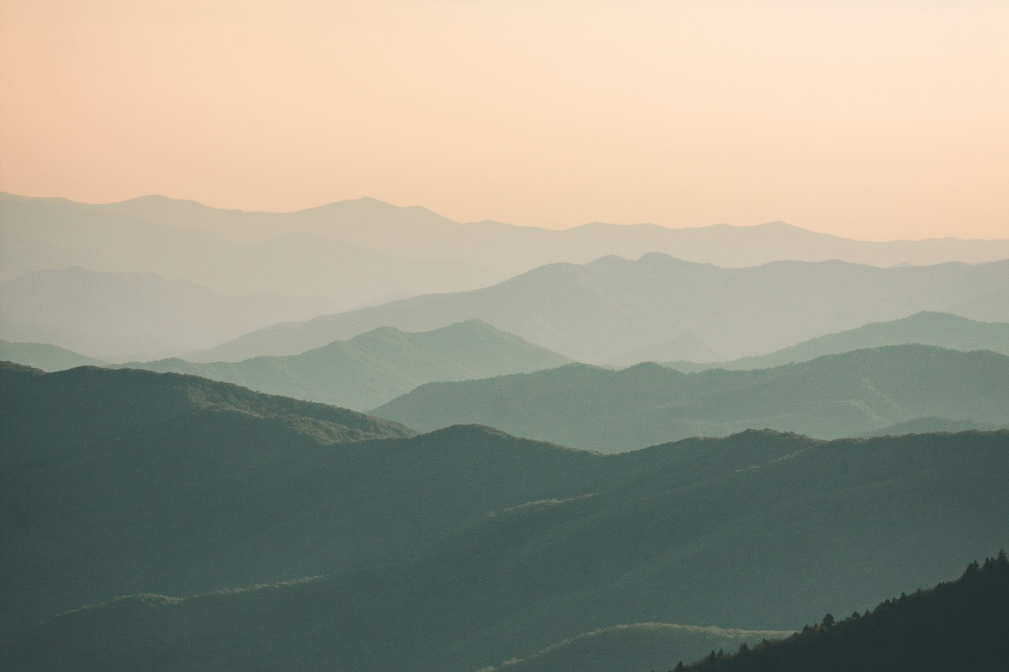 Wild Horses of Khustain Nuruu 2
